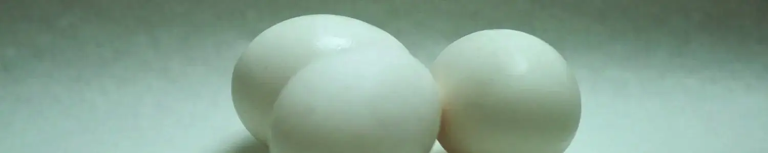 卵のフリー写真素材