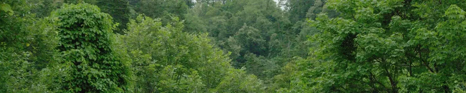 木・森・林のフリー写真素材