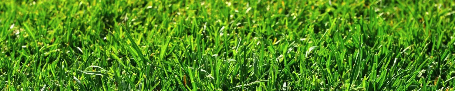 芝生のフリー写真素材