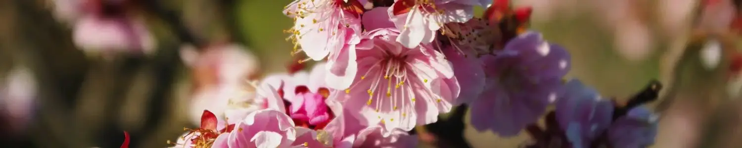 梅のフリー写真素材