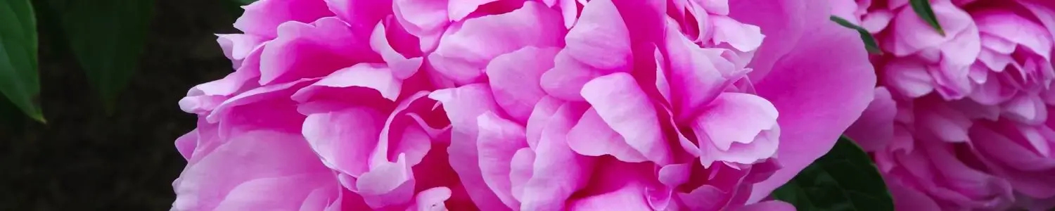 芍薬のフリー写真素材