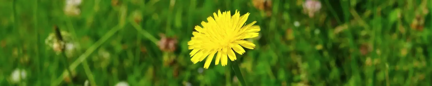 たんぽぽのフリー写真素材