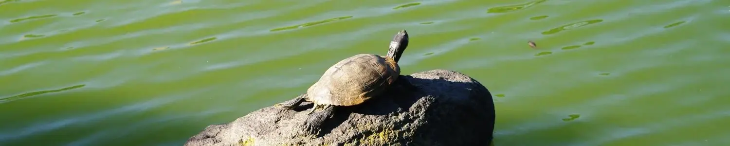 亀のフリー写真素材