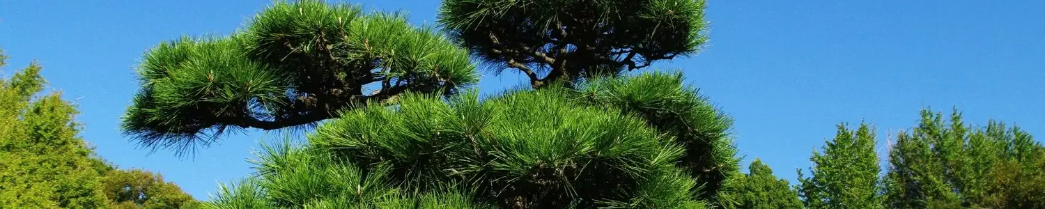 松のフリー写真素材