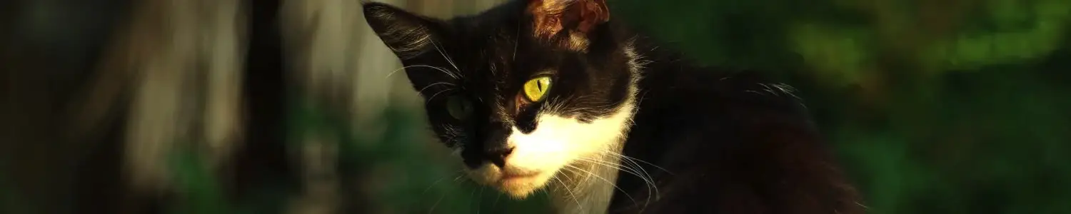 動物のフリー写真素材