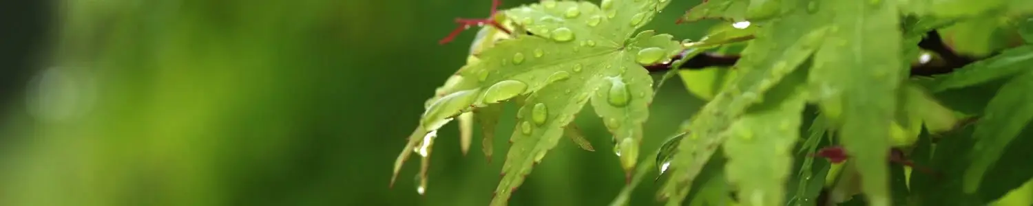 草・葉のフリー写真素材