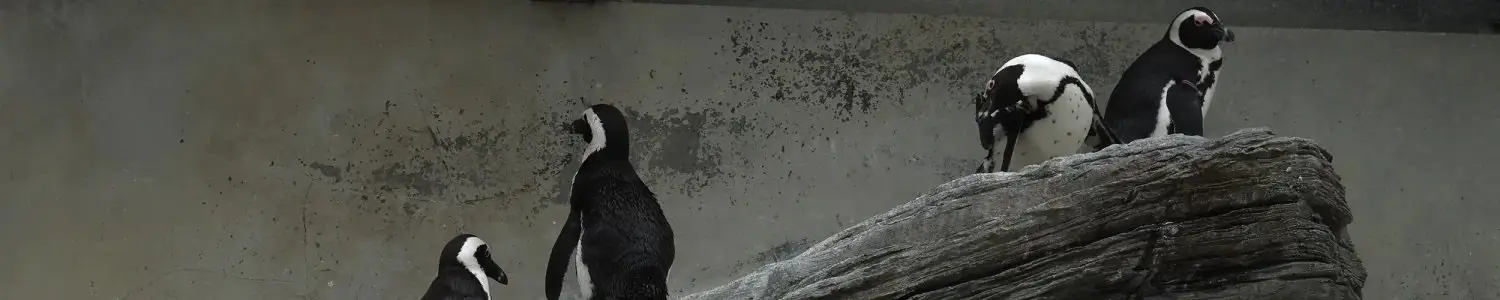 ペンギンのフリー写真素材