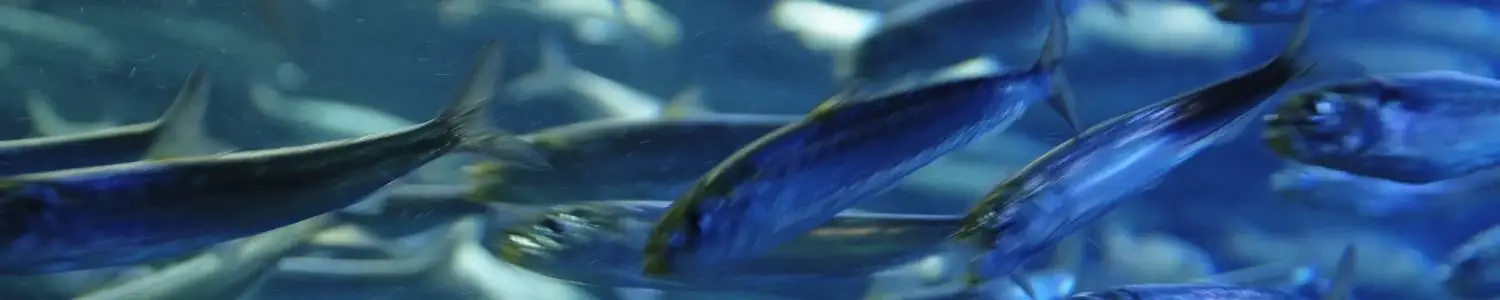 魚のフリー写真素材