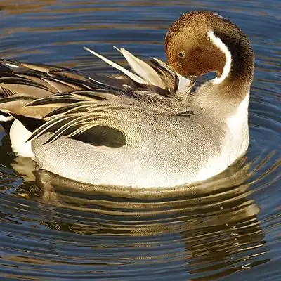 はと・かもめ・かも