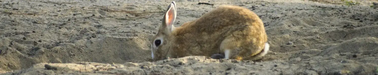 うさぎのフリー写真素材