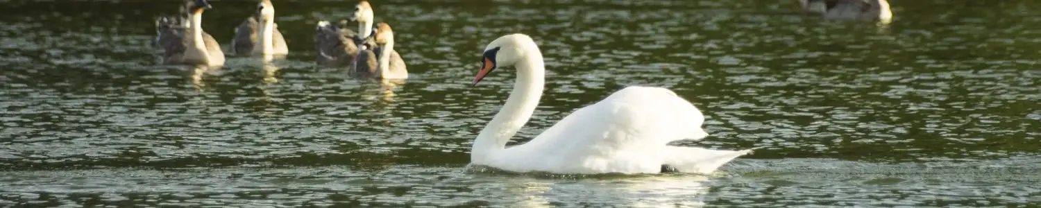 白鳥のフリー写真素材