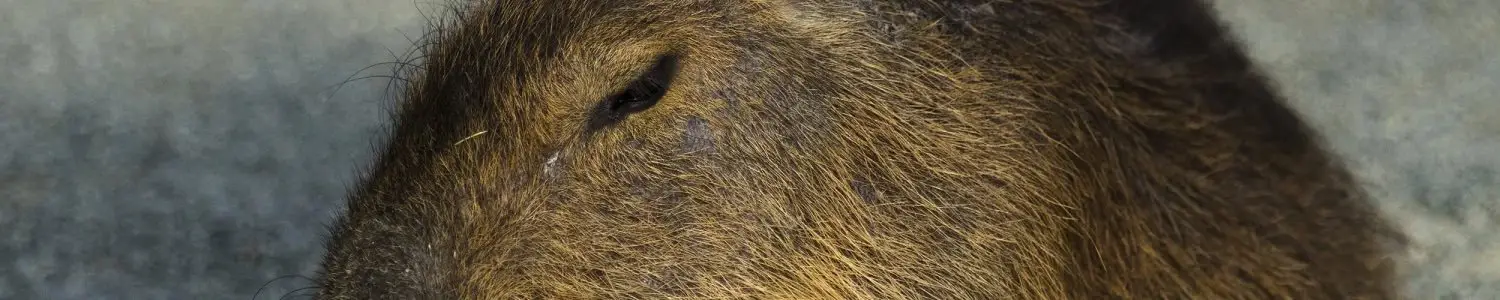 その他動物・生物のフリー写真素材