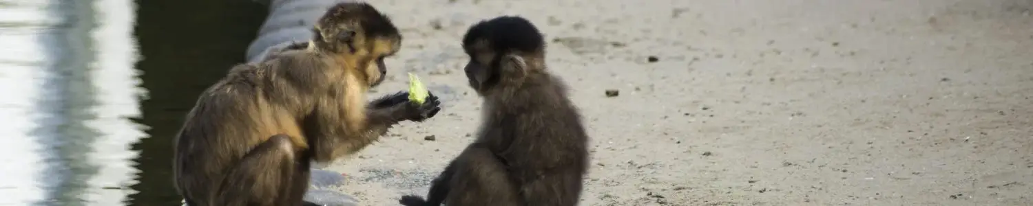 猿のフリー写真素材