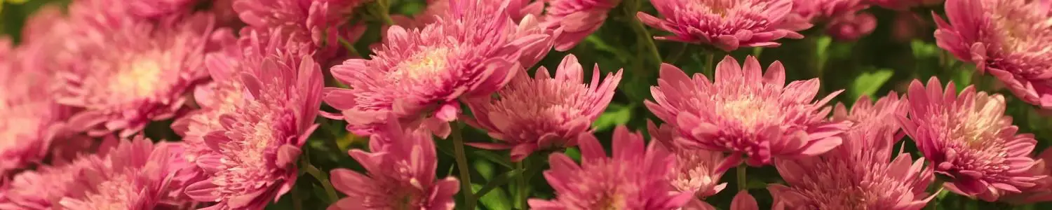 菊のフリー写真素材