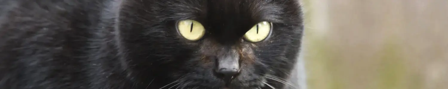 猫のフリー写真素材