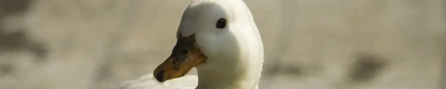 アヒルのフリー写真素材