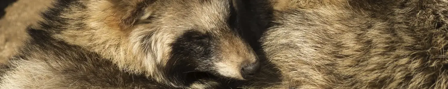 たぬきのフリー写真素材