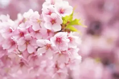 2025年3月の人気写真素材ランキング