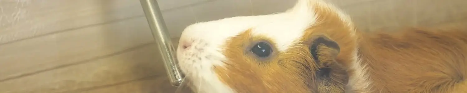 モルモットのフリー写真素材