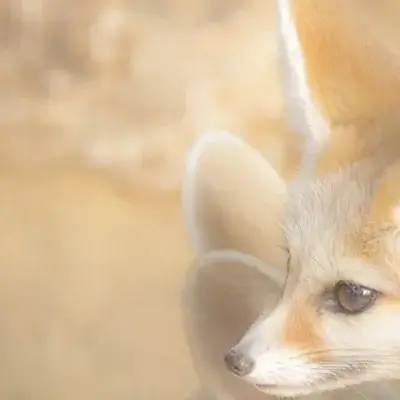 その他動物・生物