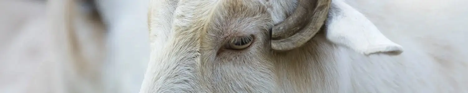 ヤギのフリー写真素材