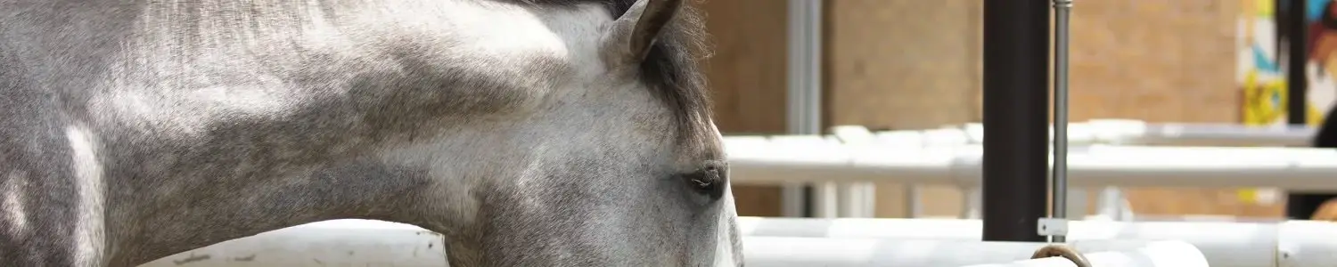 馬のフリー写真素材