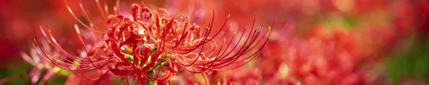 彼岸花のフリー写真素材