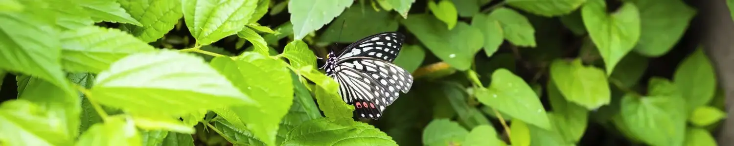 蝶々のフリー写真素材