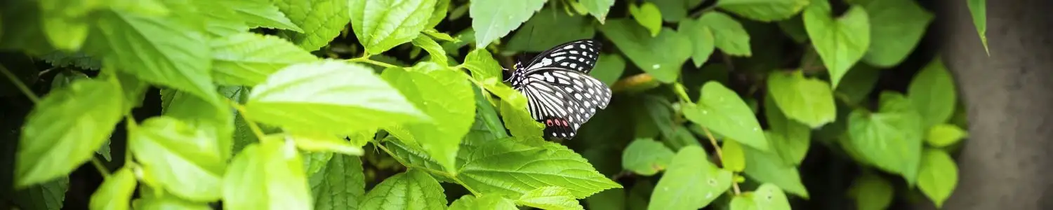 昆虫のフリー写真素材