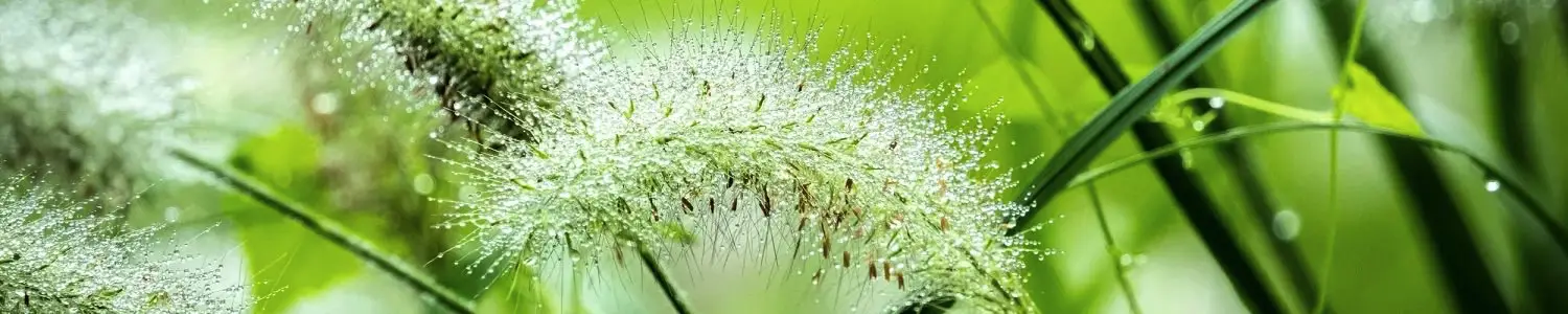 その他植物のフリー写真素材