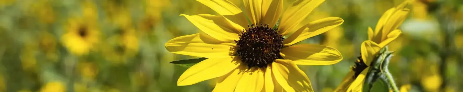 ひまわりのフリー写真素材