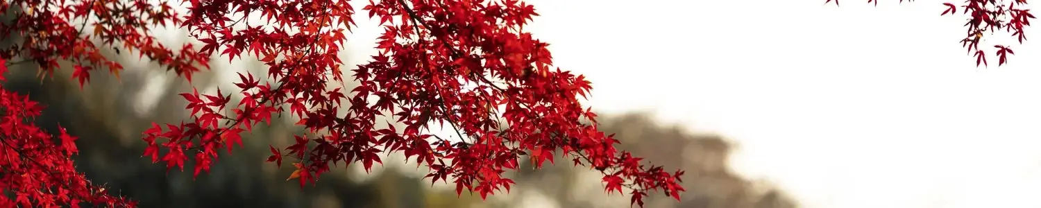 紅葉のフリー写真素材