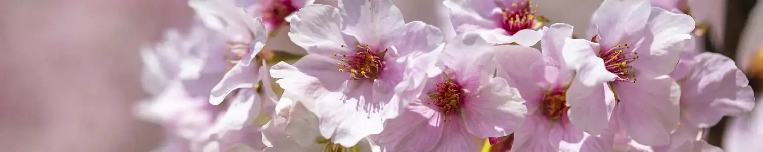 桜のフリー写真素材