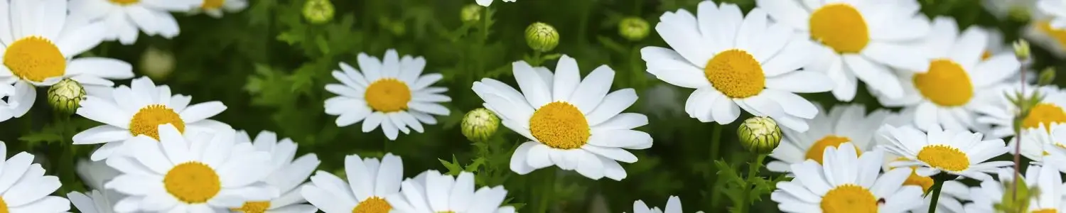 花のフリー写真素材