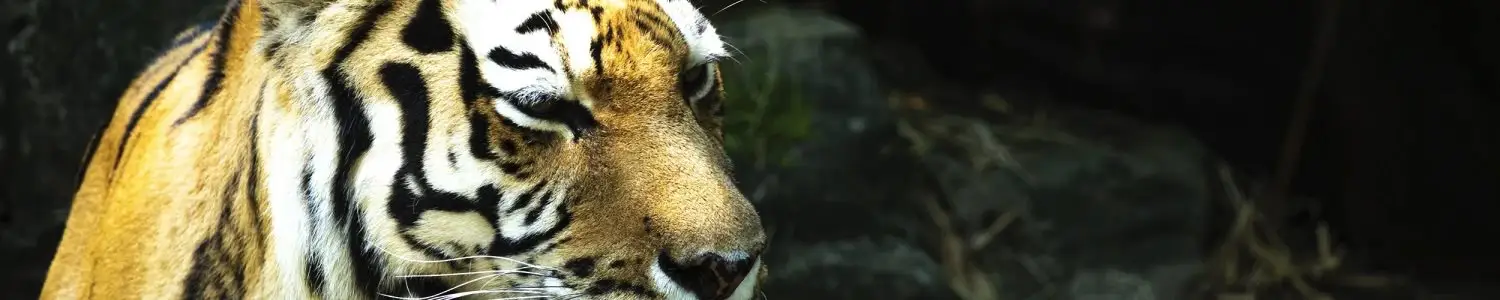 トラ・ライオンのフリー写真素材