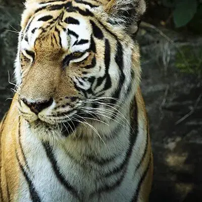 トラ・ライオン