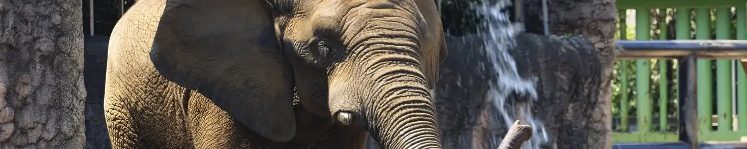 象のフリー写真素材