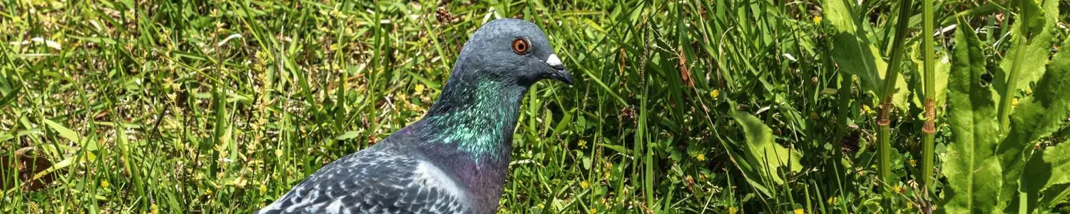 はと・かもめ・かものフリー写真素材