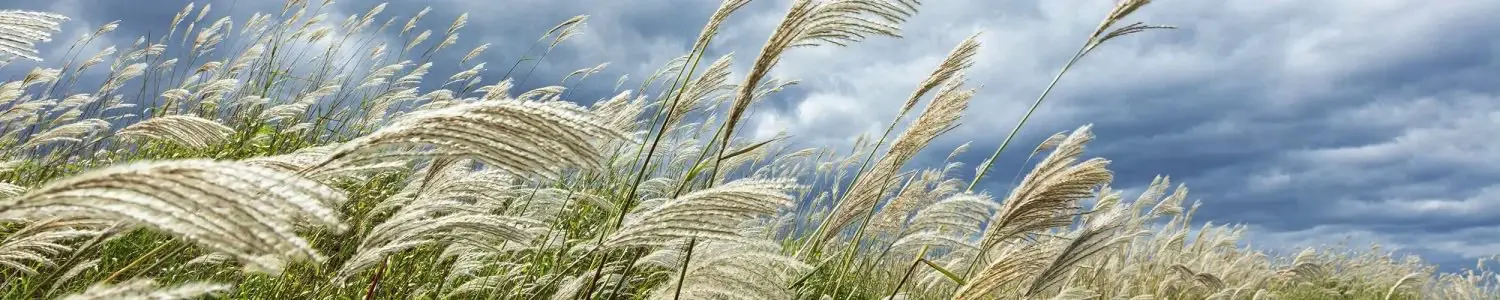 自然・風景のフリー写真素材