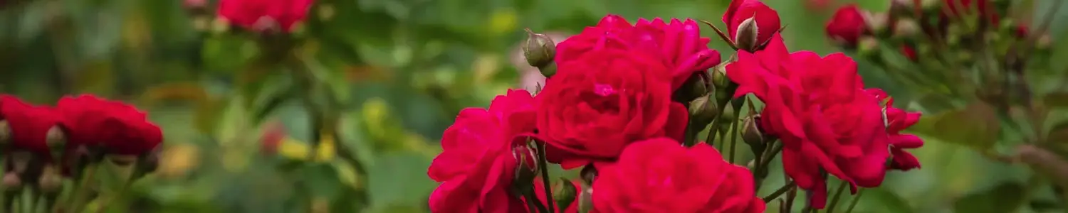 バラのフリー写真素材